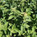 Oregano