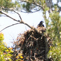 Bald Eagle (juvenile)