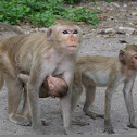 Monkey
