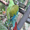Green Macaw