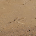 Rio Grande Wild Turkey (tracks)