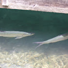 Tarpon