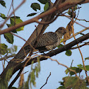 Indian koel