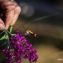 Spinx Moth