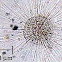 Heliozoan  (Sun Animalcule)