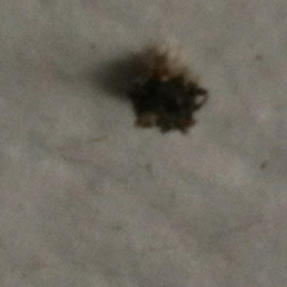 Spotting Image 1