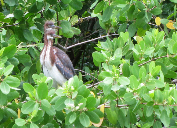 Spotting Image 1