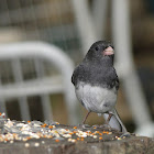 Dark-eyed Junco
