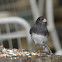 Dark-eyed Junco