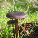 Small Brown Mushrooms