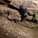 Passalid beetle?
