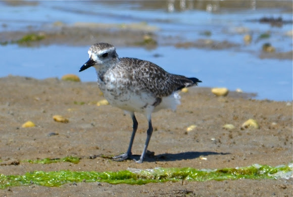 Spotting Image 1