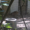 Amur Leopard