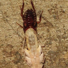 Cockroach