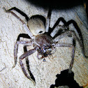 Huntsman Spider