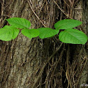 Poison ivy