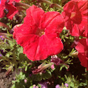 Petunia