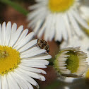 Varied Carpet Beetle