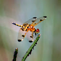 Calico Pennant, Immature male