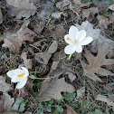 Crocus
