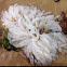 Squid eggs (probably southern calamari squid, Sepioteuthis australis).