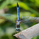Blue Dasher dragonfly (male)