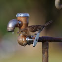 House sparrow