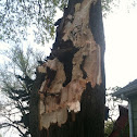 Carpenter ants
