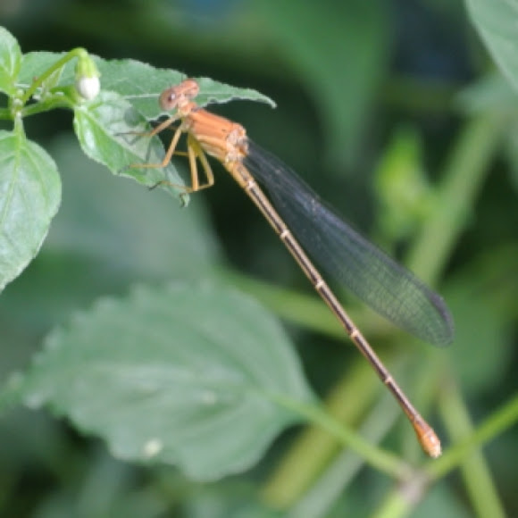 Spotting Image 1