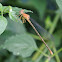 Damselfly  female