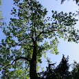 Trees of the World