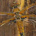 Four-spotted Skimmer