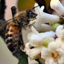 Honey Bee