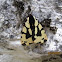 Haploa colona