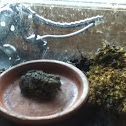 American Toad