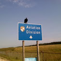 Black Vulture
