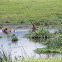 Spotted hyena