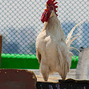 Gallo