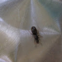 Ant