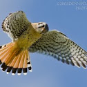 American Kestrel