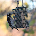 Downy Woodpecker