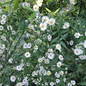 Daisy fleabane