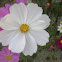 Cosmos