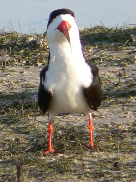 Spotting Image 1