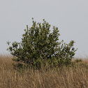 Black Mangrove