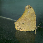 Moth