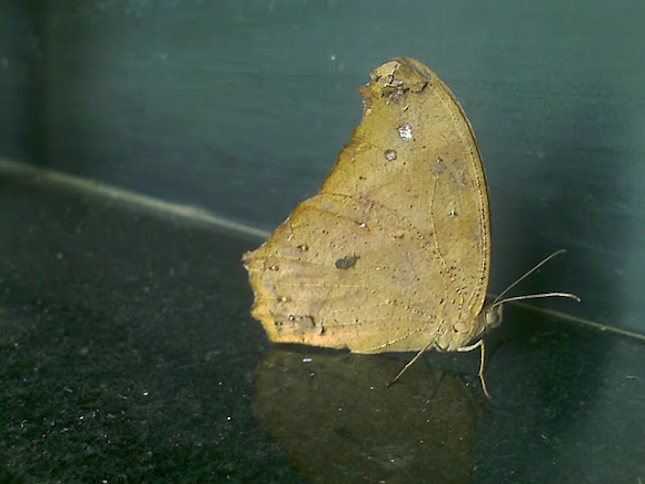 Spotting Image 1