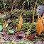 Club Fungus