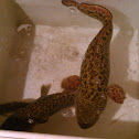 Burbot