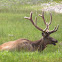 Elk